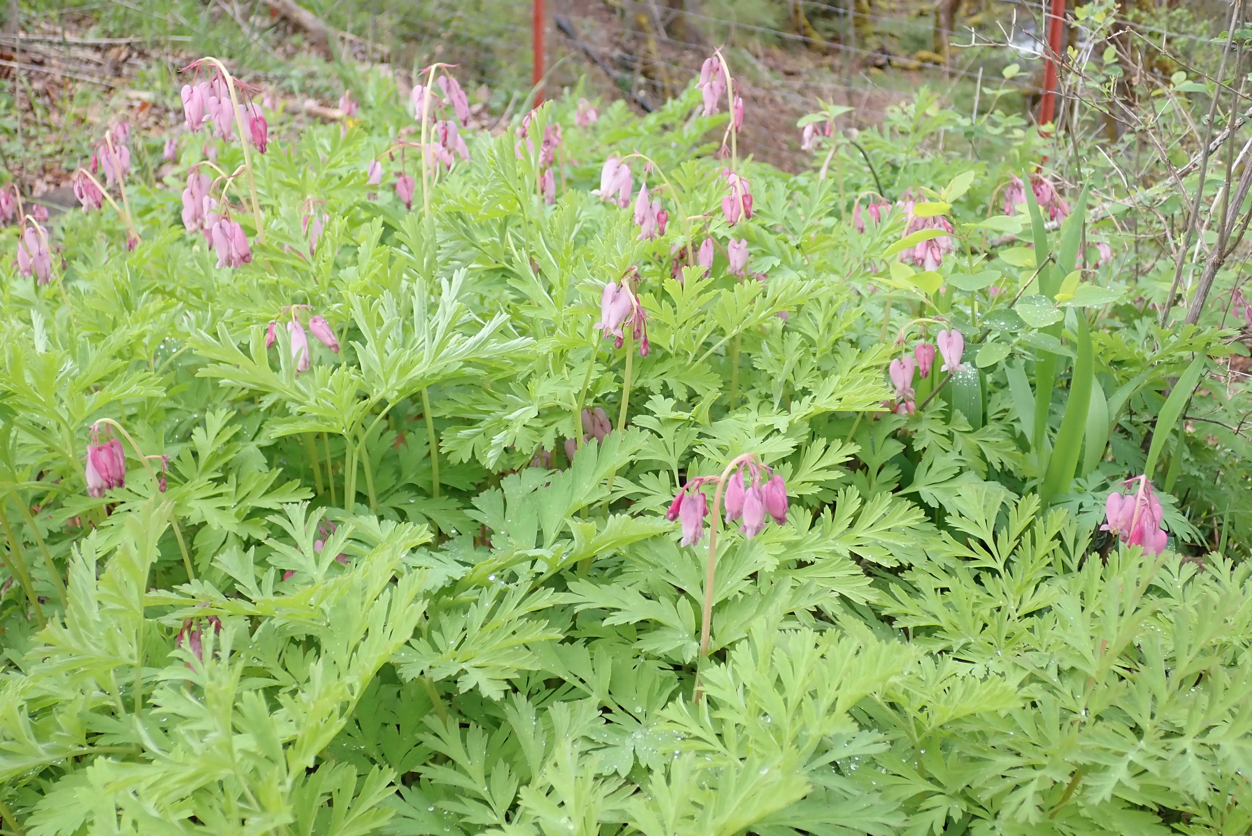 Bleeding Heart, Pacific (Dicentra formosa), packet of 30 seeds, organic - Image 2