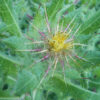 Thistle, Blessed (Cnicus benedictus) seeds, organic - Image 4