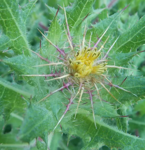 Thistle, Blessed (Cnicus benedictus) seeds, organic - Image 4