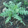 Thistle, Blessed (Cnicus benedictus) seeds, organic