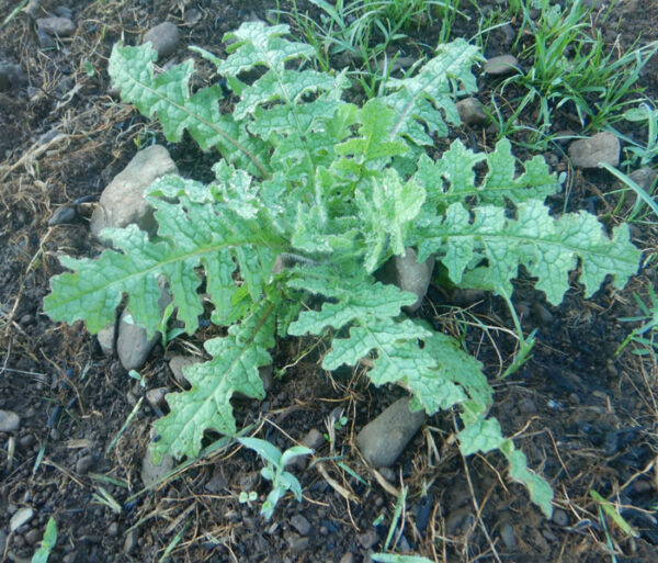 Thistle, Blessed (Cnicus benedictus) seeds, organic