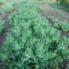 Thistle, Blessed (Cnicus benedictus) seeds, organic - Image 5