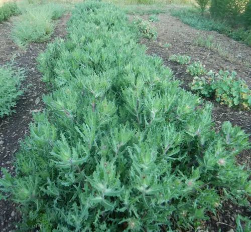 Thistle, Blessed (Cnicus benedictus) seeds, organic - Image 5