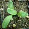 Thistle, Blessed (Cnicus benedictus) seeds, organic - Image 2