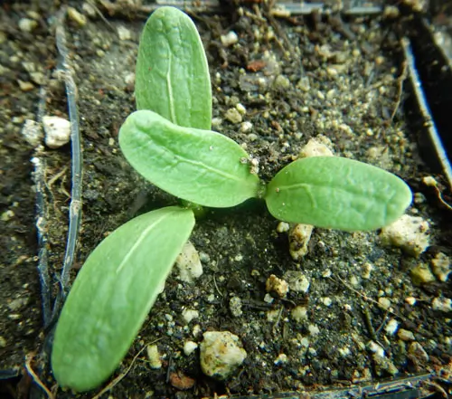 Thistle, Blessed (Cnicus benedictus) seeds, organic - Image 2