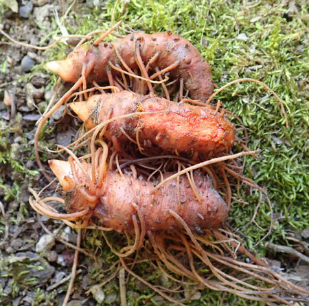 Bloodroot Live Root (Sanguinaria canadensis), organic