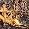 Blue Cohosh Roots