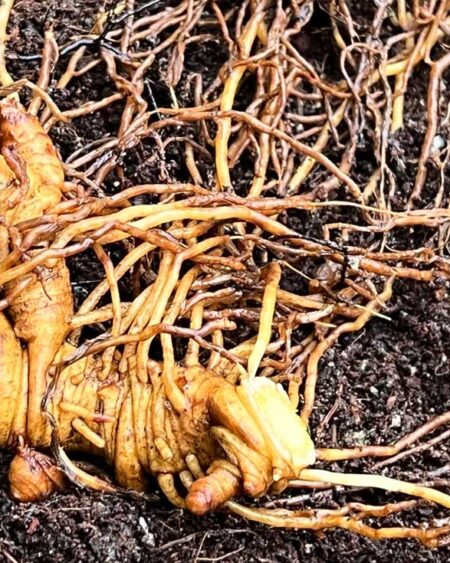 Blue Cohosh Roots