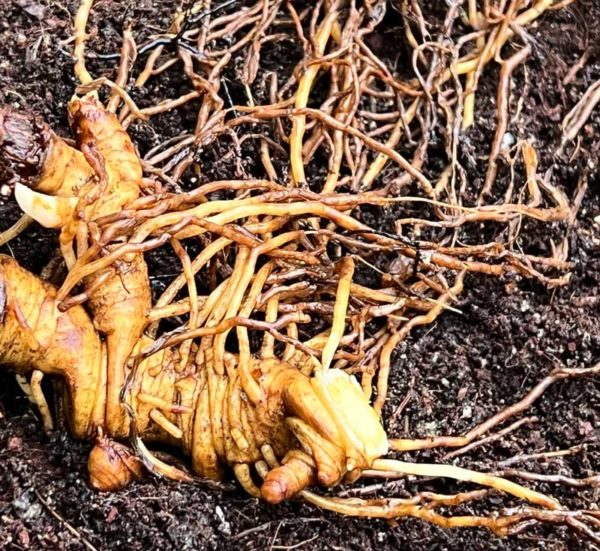 Blue Cohosh Roots