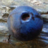 Blue Cohosh Live Root (Caulophyllum thalictroides), organic - Image 3