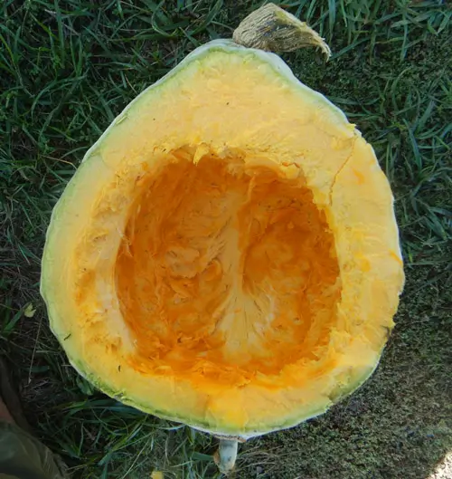 Squash, Blue Hubbard (Cucurbita maxima), packet of 10 Seeds, Organic - Image 6
