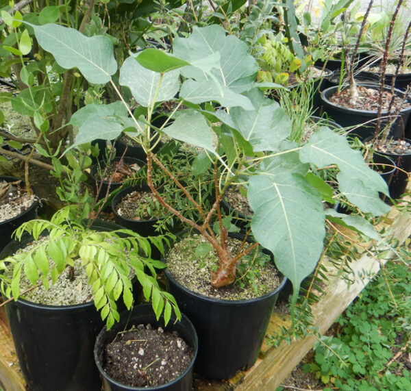 Bodhi Tree (Ficus religiosa), packet of 100 seeds