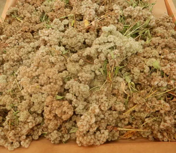 Boneset (Eup. perfoliatum) seeds - Image 6