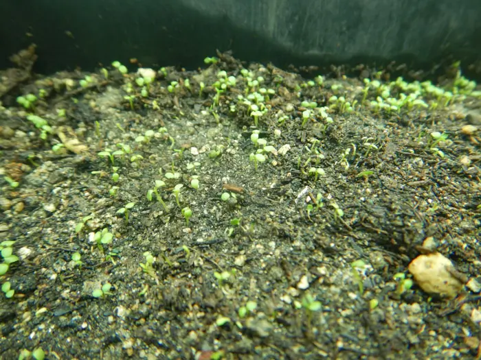 Boneset (Eup. perfoliatum) seeds - Image 7