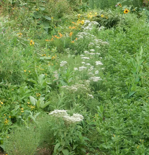 Boneset (Eup. perfoliatum) seeds - Image 5