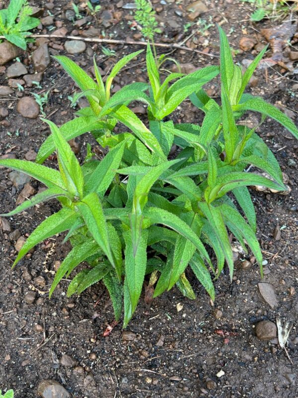 Boneset (Eup. perfoliatum) seeds - Image 8