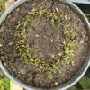 Dill, Bouquet (Anethum graveolens) seeds, organic - Image 3