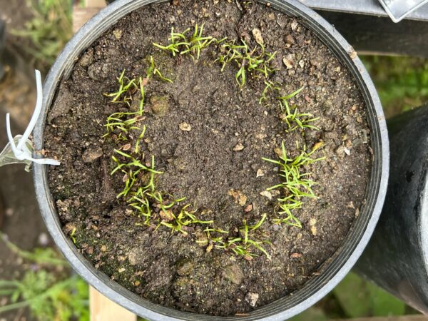 Dill, Bouquet (Anethum graveolens) seeds, organic - Image 3