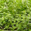 Brahmi (Bacopa monnieri) potted plant, organic - Image 3