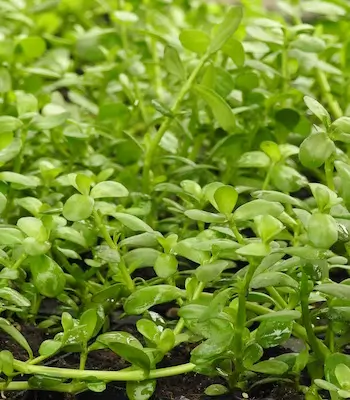 Brahmi (Bacopa monnieri) potted plant, organic - Image 3