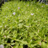 Brahmi (Bacopa monnieri) potted plant, organic - Image 5