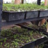 Brahmi (Bacopa monnieri) potted plant, organic - Image 2