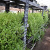Brahmi (Bacopa monnieri) potted plant, organic - Image 4