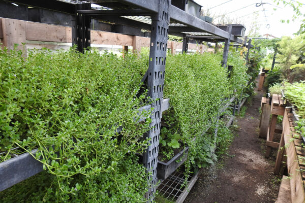 Brahmi (Bacopa monnieri) potted plant, organic - Image 4