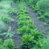 Plantain, Broadleaf (Plantago major) potted plant, organic - Image 2