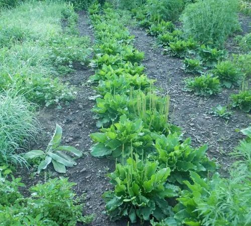 Plantain, Broadleaf (Plantago major) seeds, organic