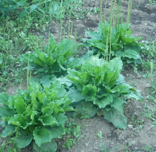 Plantain, Broadleaf (Plantago major) seeds, organic - Image 4