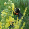 Mullein, Greek (Verbascum olympicum) seeds, organic - Image 4