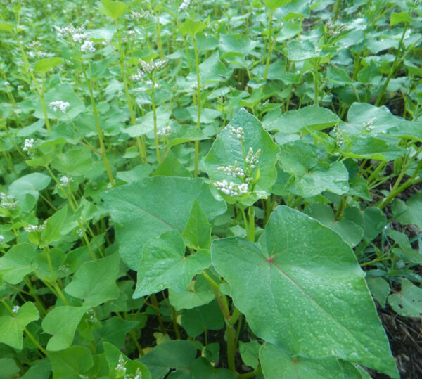 Buckwheat (Fagopyrum esculentum) Cover Crop Seed, Organic - Image 2