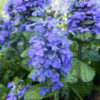 Bugle (Ajuga reptans) potted plant, organic - Image 3