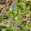 Bugle (Ajuga reptans) potted plant, organic - Image 2