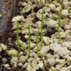 Bulbine, Burn Jelly Plant (Bulbine frutescens), packet of 30 seeds, organic - Image 2