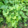 Burdock, Gobo (Arctium lappa) seeds, organic - Image 3