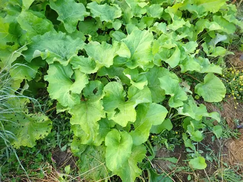 Burdock, Gobo (Arctium lappa) seeds, organic - Image 3