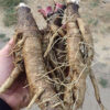 Burdock, Gobo (Arctium lappa) seeds, organic