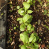 Burdock, Gobo (Arctium lappa) seeds, organic - Image 2