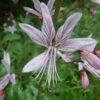 Burning Bush (Dictamnus purpureus), packet of 20 seeds, organic