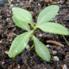 Burning Bush (Dictamnus purpureus), packet of 20 seeds, organic - Image 2