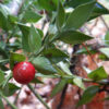 Butcher's Broom (Ruscus aculeatus), packet of 5 seeds