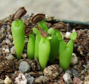 Cacti and Succulent Seeds