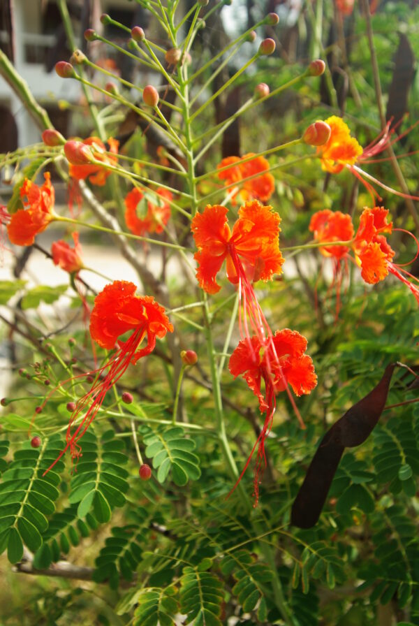 Peacock Flower, Red (Caesalpinia pulcherrima), packet of 5 seeds