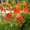 Peacock Flower, Red (Caesalpinia pulcherrima), packet of 5 seeds