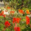 Peacock Flower, Red (Caesalpinia pulcherrima), packet of 5 seeds - Image 2