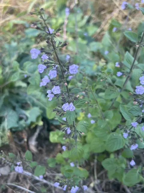 Calamint, Showy (Clinopodium grandiflorum) potted plant