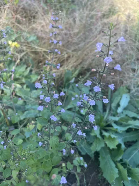 Calamint, Showy (Clinopodium grandiflorum) potted plant - Image 6