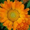 Calendula, Mixed Colors (Calendula officinalis) seeds, organic - Image 2